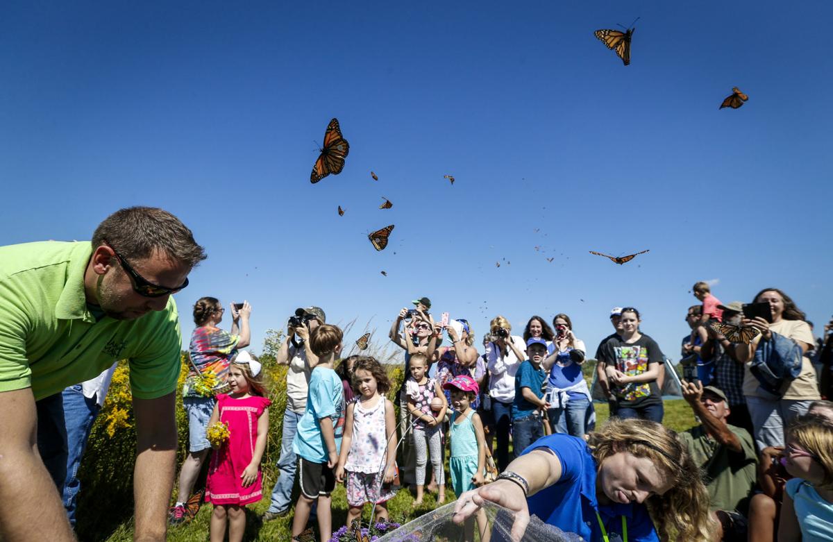 Lanzamiento de Mariposas