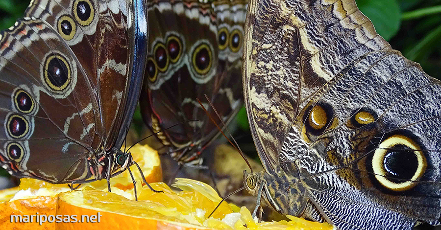 Mariposas Comiendo