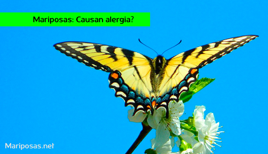 Mariposas que causan alergias