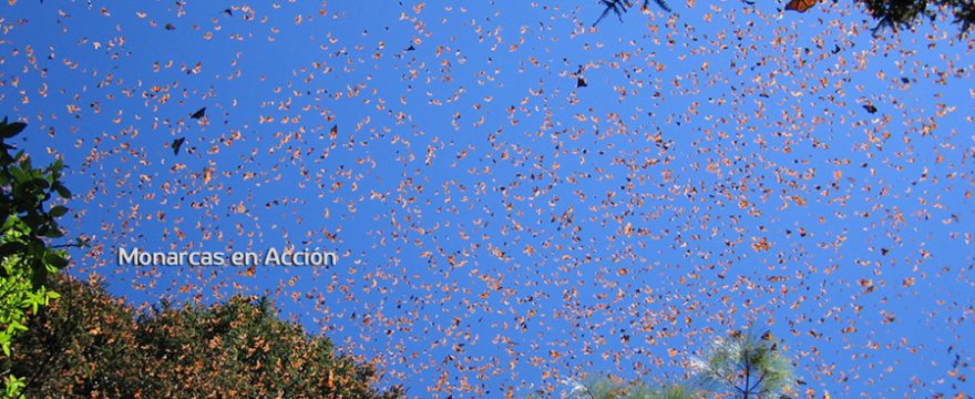 Mariposas monarcas en acción